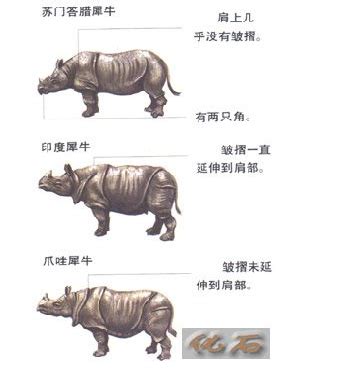 古代犀牛|“世界犀牛日”：野生犀牛为何从中国消失